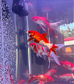 Filename=124.jpg
Filesize=1019KiB
Dimensions=3000x3000
Date added=10.12.25 124.jpg